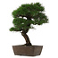 Pinus thunbergii, 56 cm, ± 20 Jahre alt