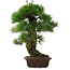 Pinus thunbergii, 58 cm, ± 25 Jahre alt