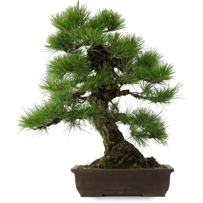 Pinus thunbergii, 67,5 cm, ± 25 Jahre alt