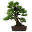 Pinus thunbergii, 67,5 cm, ± 25 years old