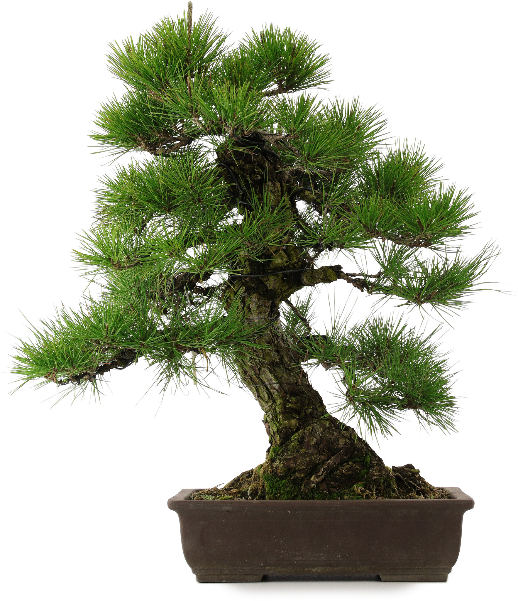 Pinus thunbergii, 67,5 cm, ± 25 years old - Bonsai Plaza