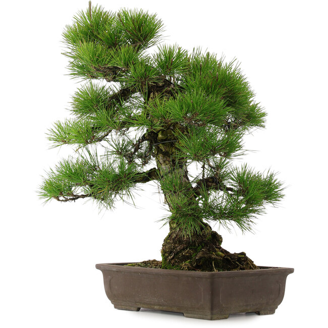 Pinus thunbergii, 67,5 cm, ± 25 years old