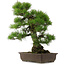 Pinus thunbergii, 67,5 cm, ± 25 years old