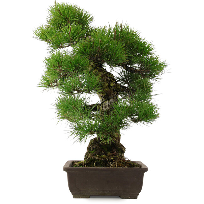 Pinus thunbergii, 67,5 cm, ± 25 ans