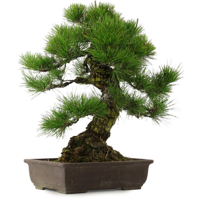 Pinus thunbergii, 67,5 cm, ± 25 years old