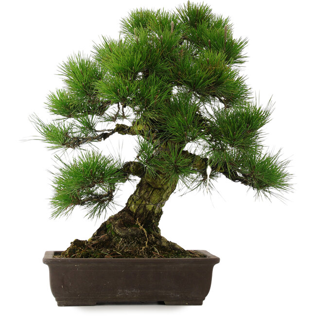 Pinus thunbergii, 67,5 cm, ± 25 Jahre alt