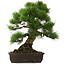 Pinus thunbergii, 67,5 cm, ± 25 years old