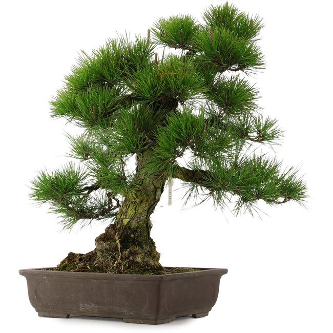 Pinus thunbergii, 67,5 cm, ± 25 anni