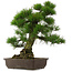 Pinus thunbergii, 67,5 cm, ± 25 years old
