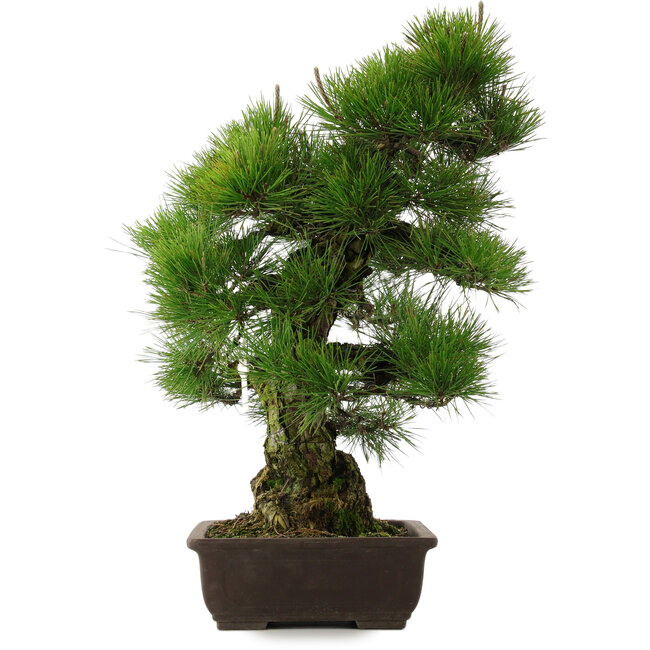 Pinus thunbergii, 67,5 cm, ± 25 years old