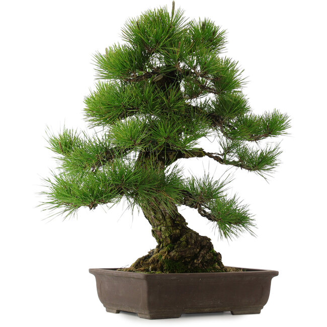 Pinus thunbergii, 67,5 cm, ± 25 anni