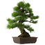 Pinus thunbergii, 67,5 cm, ± 25 years old