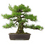 Pinus thunbergii, 56 cm, ± 25 Jahre alt