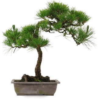 Pinus thunbergii, 54 cm, ± 15 years old
