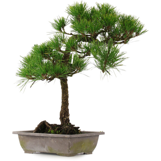 Pinus thunbergii, 54 cm, ± 15 ans
