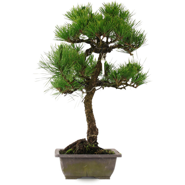 Pinus thunbergii, 54 cm, ± 15 jaar oud