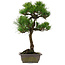 Pinus thunbergii, 54 cm, ± 15 jaar oud