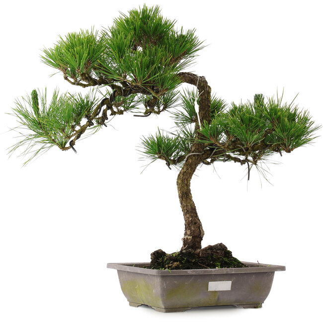 Pinus thunbergii, 54 cm, ± 15 ans