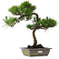 Pinus thunbergii, 54 cm, ± 15 jaar oud