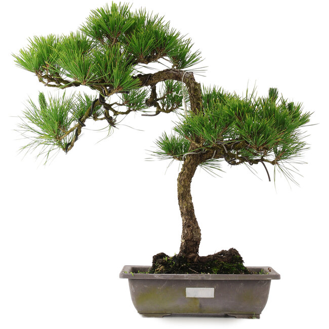 Pinus thunbergii, 54 cm, ± 15 ans