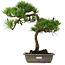 Pinus thunbergii, 54 cm, ± 15 jaar oud