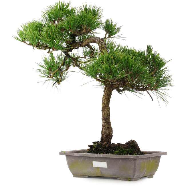 Pinus thunbergii, 54 cm, ± 15 years old