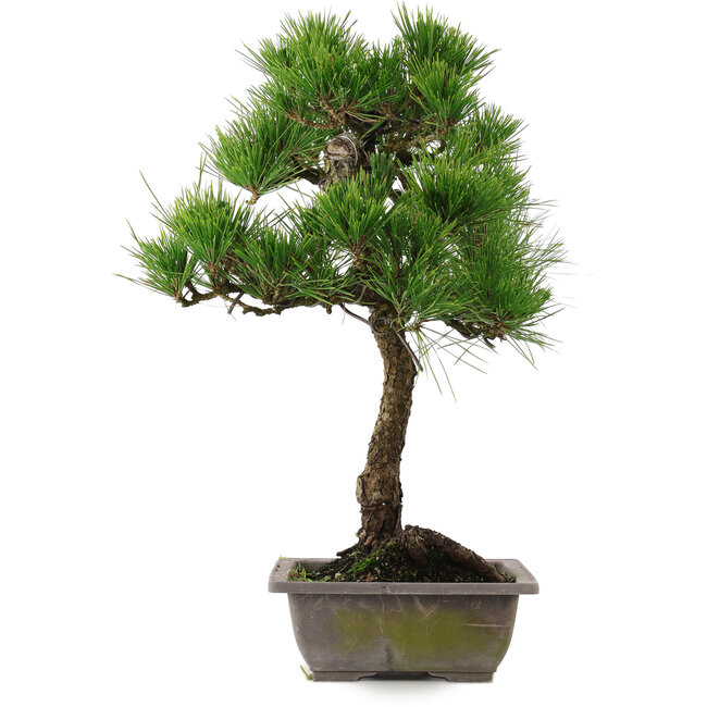 Pinus thunbergii, 54 cm, ± 15 Jahre alt