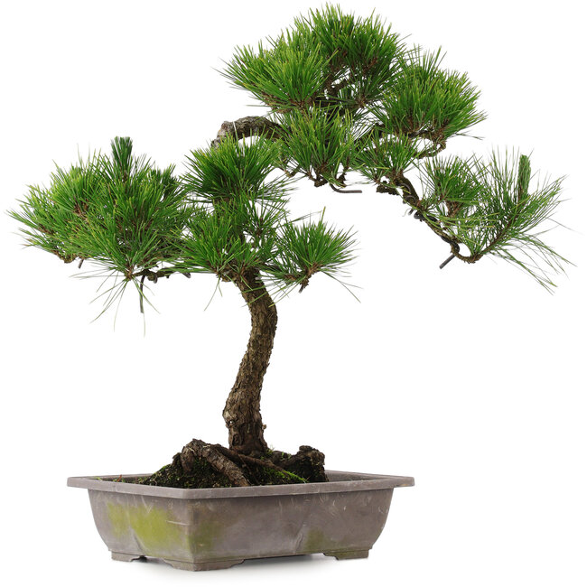 Pinus thunbergii, 54 cm, ± 15 ans