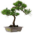 Pinus thunbergii, 54 cm, ± 15 jaar oud