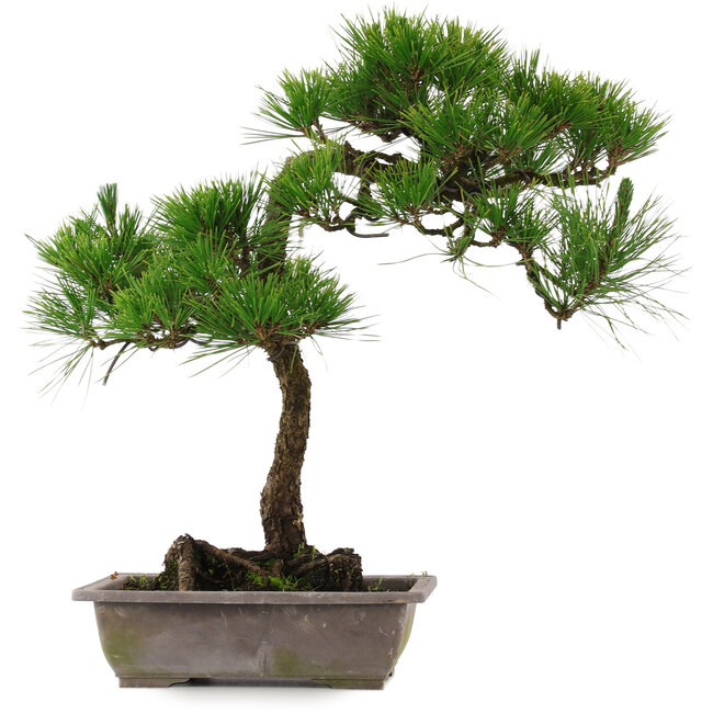 Pinus thunbergii, 54 cm, ± 15 ans