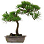 Pinus thunbergii, 54 cm, ± 15 jaar oud