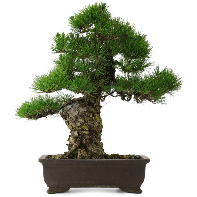 Pinus thunbergii, 58,5 cm, ± 25 jaar oud
