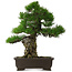 Pinus thunbergii, 58,5 cm, ± 25 jaar oud