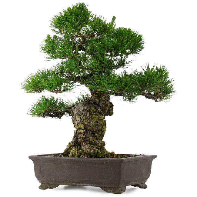 Pinus thunbergii, 58,5 cm, ± 25 ans