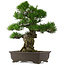 Pinus thunbergii, 58,5 cm, ± 25 jaar oud
