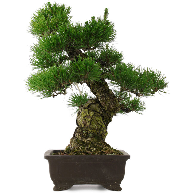 Pinus thunbergii, 58,5 cm, ± 25 anni