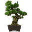 Pinus thunbergii, 58,5 cm, ± 25 jaar oud