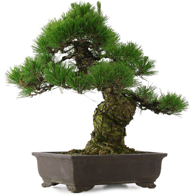 Pinus thunbergii, 58,5 cm, ± 25 anni