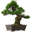 Pinus thunbergii, 58,5 cm, ± 25 jaar oud