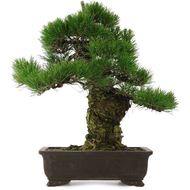 Pinus thunbergii, 58,5 cm, ± 25 Jahre alt