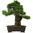 Pinus thunbergii, 58,5 cm, ± 25 jaar oud