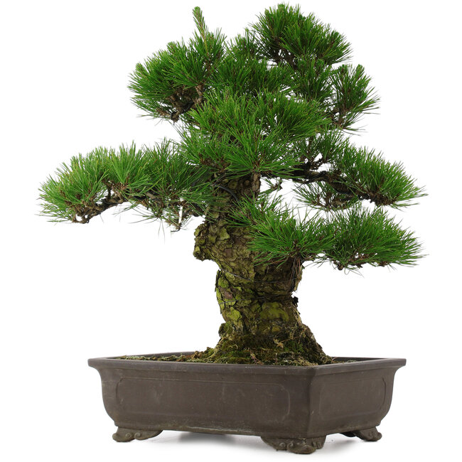 Pinus thunbergii, 58,5 cm, ± 25 ans