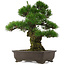 Pinus thunbergii, 58,5 cm, ± 25 jaar oud