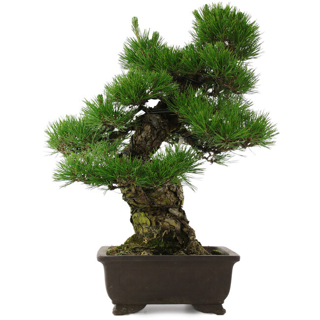 Pinus thunbergii, 58,5 cm, ± 25 years old