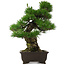 Pinus thunbergii, 58,5 cm, ± 25 años