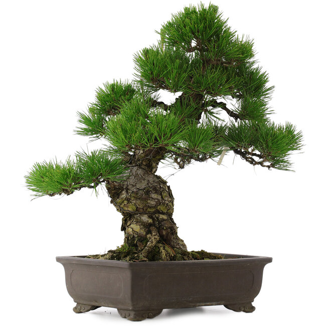 Pinus thunbergii, 58,5 cm, ± 25 years old