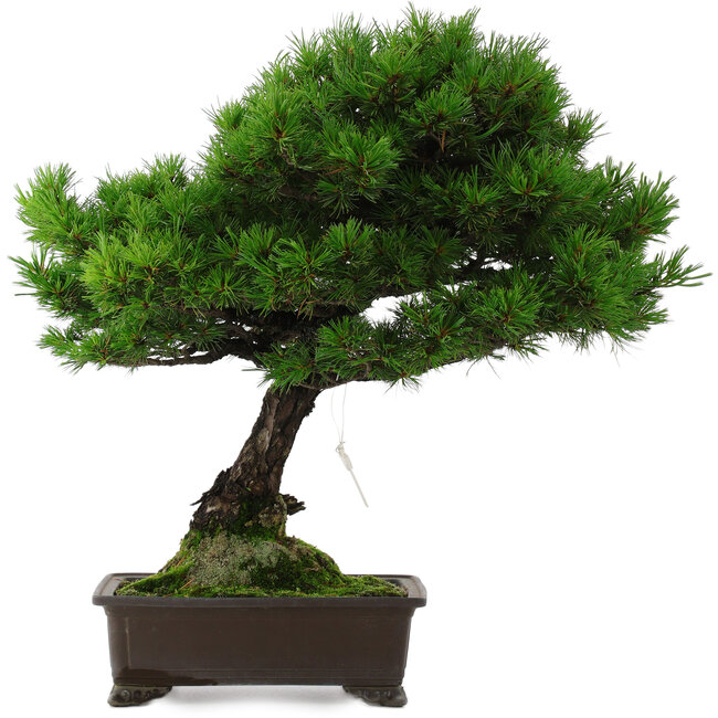 Pinus parviflora, 55 cm, ± 30 Jahre alt