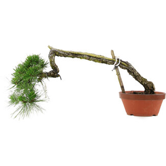 Pinus thunbergii, 32 cm, ± 30 Jahre alt