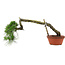 Pinus thunbergii, 32 cm, ± 30 years old