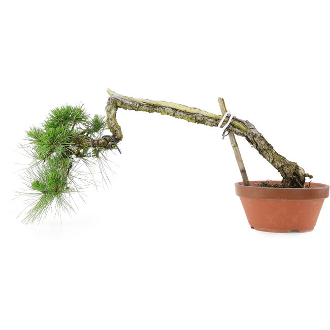 Pinus thunbergii, 32 cm, ± 30 anni